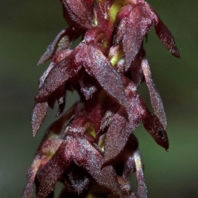 Corunastylis woollsii (Dark Midge Orchid) at Red Rocks, NSW - 26 Jan 2012 by AlanS