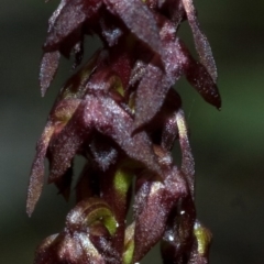 Corunastylis woollsii at Red Rocks, NSW - 27 Jan 2012