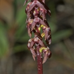 Corunastylis woollsii at Red Rocks, NSW - 27 Jan 2012