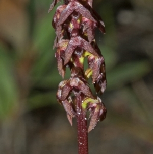 Corunastylis woollsii at Red Rocks, NSW - 27 Jan 2012