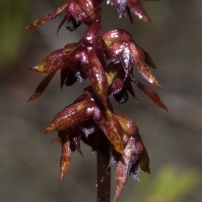 Corunastylis woollsii (Dark Midge Orchid) at Jerrawangala, NSW - 1 Feb 2012 by AlanS