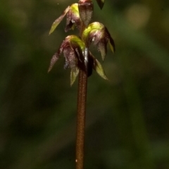 Corunastylis woollsii (Dark Midge Orchid) at Bomaderry Creek Regional Park - 21 Feb 2010 by AlanS