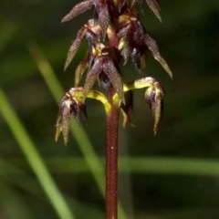 Corunastylis woollsii at Bomaderry Creek Regional Park - 22 Feb 2010