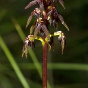 Corunastylis woollsii at Bomaderry Creek Regional Park - 22 Feb 2010