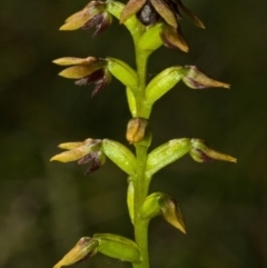 Corunastylis woollsii at Bomaderry Creek Regional Park - suppressed