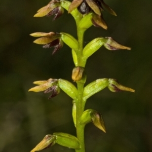 Corunastylis woollsii at Bomaderry Creek Regional Park - suppressed