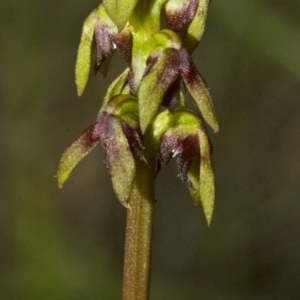 Corunastylis woollsii at Bomaderry Creek Regional Park - suppressed