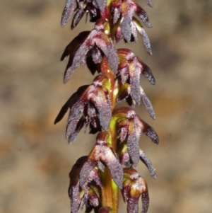 Corunastylis woollsii at Yerriyong, NSW - 28 Mar 2013