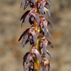 Corunastylis woollsii (Dark Midge Orchid) at Yerriyong, NSW - 27 Mar 2013 by AlanS