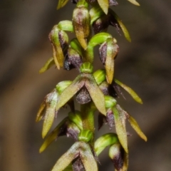 Corunastylis woollsii at Yerriyong, NSW - suppressed