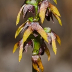 Corunastylis woollsii at Yerriyong, NSW - suppressed