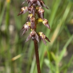 Corunastylis woollsii (Dark Midge Orchid) at Yerriyong State Forest - 3 Feb 2012 by AlanS