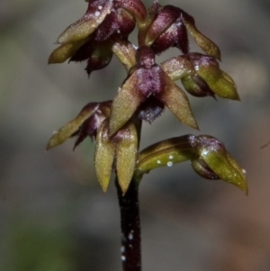 Corunastylis woollsii at Mondayong, NSW - suppressed