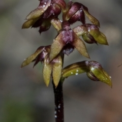 Corunastylis woollsii (Dark Midge Orchid) at Conjola National Park - 17 Mar 2011 by AlanS