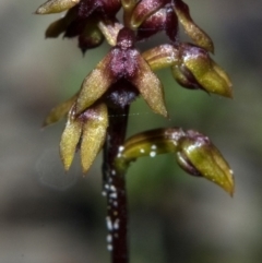 Corunastylis woollsii at Mondayong, NSW - suppressed