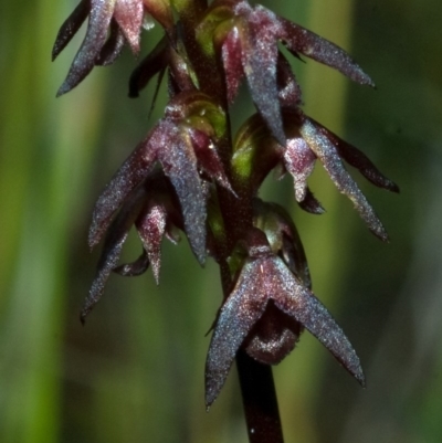 Corunastylis woollsii (Dark Midge Orchid) at Jerrawangala, NSW - 3 Feb 2012 by AlanS