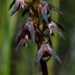 Corunastylis woollsii (Dark Midge Orchid) at Jerrawangala National Park - 3 Feb 2012 by AlanS