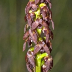 Corunastylis woollsii at Jerrawangala, NSW - 4 Feb 2012