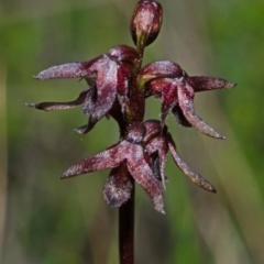 Corunastylis woollsii (Dark Midge Orchid) at Tianjara, NSW - 21 Mar 2013 by AlanS