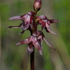 Corunastylis woollsii at Tianjara, NSW - suppressed