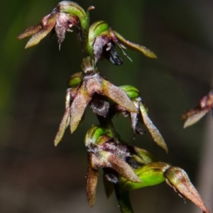 Corunastylis woollsii at Tianjara, NSW - suppressed