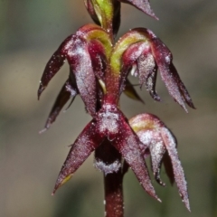 Corunastylis woollsii at Tianjara, NSW - suppressed