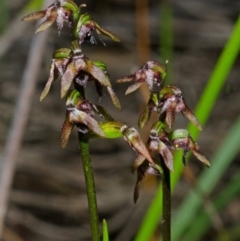 Corunastylis woollsii at Tianjara, NSW - suppressed