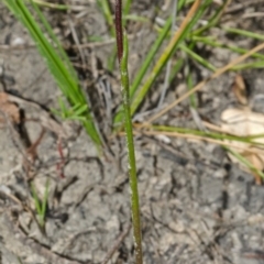 Corunastylis woollsii (Dark Midge Orchid) at Jerrawangala, NSW - 7 Feb 2014 by AlanS