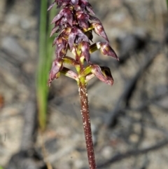 Corunastylis woollsii at Jerrawangala, NSW - suppressed