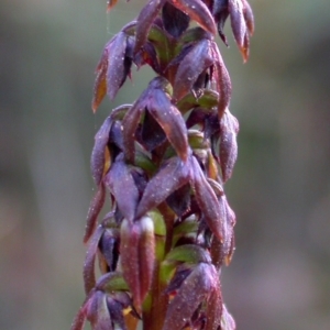 Corunastylis woollsii at Yerriyong, NSW - suppressed