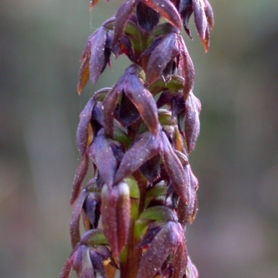 Corunastylis woollsii (Dark Midge Orchid) at Jerrawangala National Park - 19 Mar 2009 by AlanS