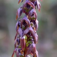 Corunastylis woollsii at Yerriyong, NSW - 20 Mar 2009