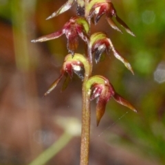 Corunastylis woollsii (Dark Midge Orchid) at Yerriyong, NSW - 1 Mar 2012 by AlanS