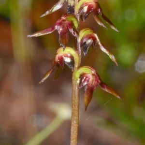 Corunastylis woollsii at Yerriyong, NSW - 1 Mar 2012