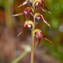 Corunastylis woollsii (Dark Midge Orchid) at Yerriyong, NSW - 29 Feb 2012 by AlanS