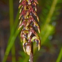 Corunastylis woollsii at Yerriyong, NSW - suppressed