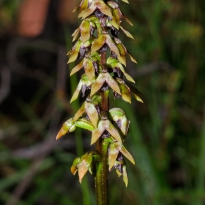 Corunastylis woollsii (Dark Midge Orchid) at Parma Creek Nature Reserve - 29 Mar 2013 by AlanS