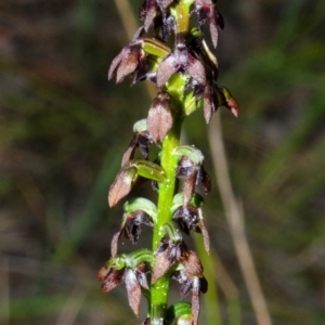 Corunastylis woollsii at Yerriyong, NSW - suppressed