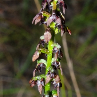 Corunastylis woollsii (Dark Midge Orchid) at Jerrawangala National Park - 14 Mar 2013 by AlanS