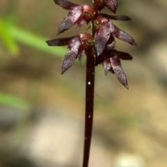 Corunastylis woollsii (Dark Midge Orchid) at Kangaroo Valley, NSW - 6 Mar 2011 by AlanS