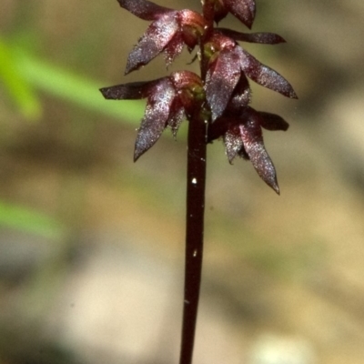 Corunastylis woollsii (Dark Midge Orchid) at Kangaroo Valley, NSW - 6 Mar 2011 by AlanS