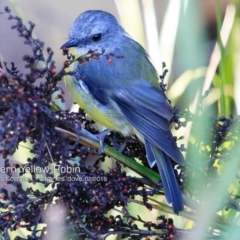 Eopsaltria australis (Eastern Yellow Robin) at Ulladulla, NSW - 13 Feb 2019 by CharlesDove