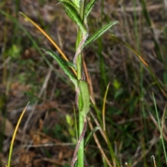 Corunastylis woollsii (Dark Midge Orchid) at Yerriyong, NSW - 27 Feb 2015 by AlanS