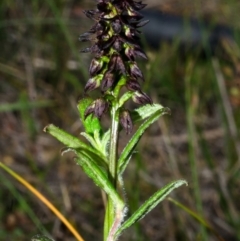 Corunastylis woollsii at Yerriyong, NSW - suppressed