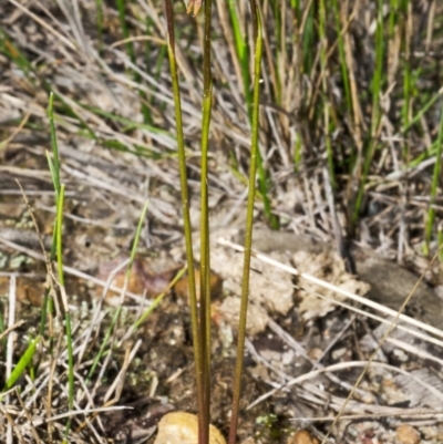 Corunastylis woollsii (Dark Midge Orchid) at Tianjara, NSW - 29 Mar 2014 by AlanS