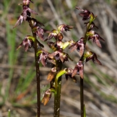 Corunastylis woollsii at Tianjara, NSW - suppressed