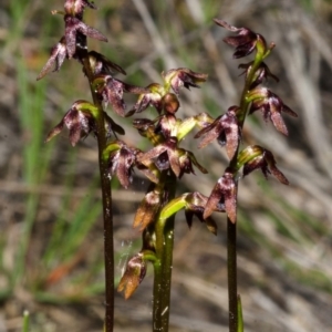 Corunastylis woollsii at Tianjara, NSW - suppressed