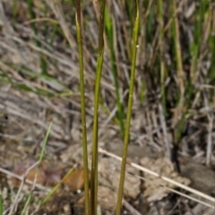 Corunastylis woollsii at Tianjara, NSW - suppressed