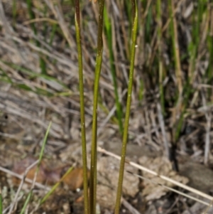 Corunastylis woollsii at Tianjara, NSW - suppressed