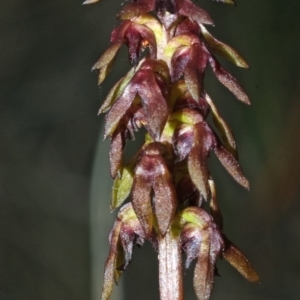 Corunastylis woollsii at Tomerong, NSW - suppressed